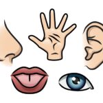 L'-Importanza-di-conoscere-i-canali-percettivi
